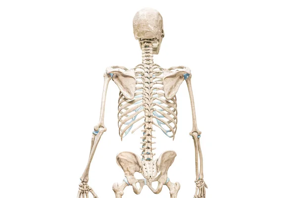 椎体或脊柱或脊椎后视镜3D渲染说明孤立在白色与复制空间 人体骨骼和脊柱解剖 医学图表 骨骼系统概念 — 图库照片