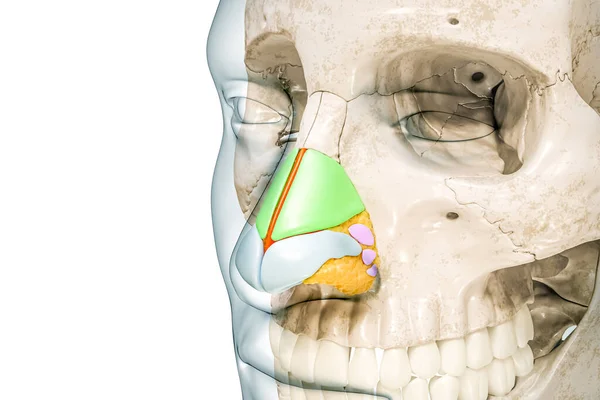 鼻软骨标记的颜色和身体轮廓三维渲染图形孤立在白色与复制空间 人体骨骼和鼻子解剖 医学图表 骨骼系统概念 — 图库照片
