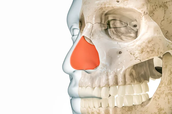 Cartilagine Settale Setto Rosso Con Contorni Del Corpo Illustrazione Rendering — Foto Stock