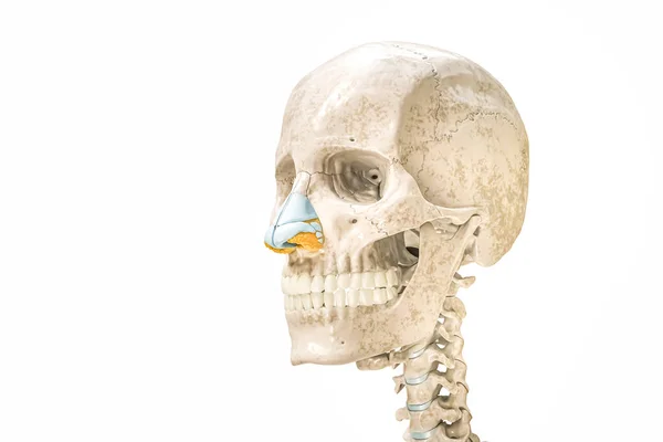 骷髅和鼻软骨轮廓3D渲染图形孤立在白色与复制空间 人体骨骼和头部解剖 医学图表 骨骼系统概念 — 图库照片