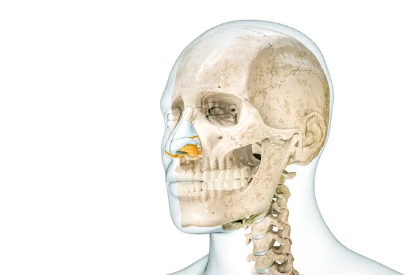 Cartilagini Del Cranio Del Naso Con Contorni Del Corpo Maschile — Foto Stock