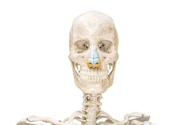 頭蓋骨と鼻軟骨輪郭フロントビューコピースペースと白に隔離された3Dレンダリングイラスト 人間の骨格と頭部の解剖学 医学図 骨格系の概念 — ストック写真