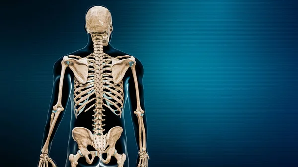 コピースペースのある青の背景にボディ3Dレンダリングイラストを持つ脊椎または椎骨の列のバックビュー 人間の骨格や背骨や骨格の解剖学的概念 — ストック写真