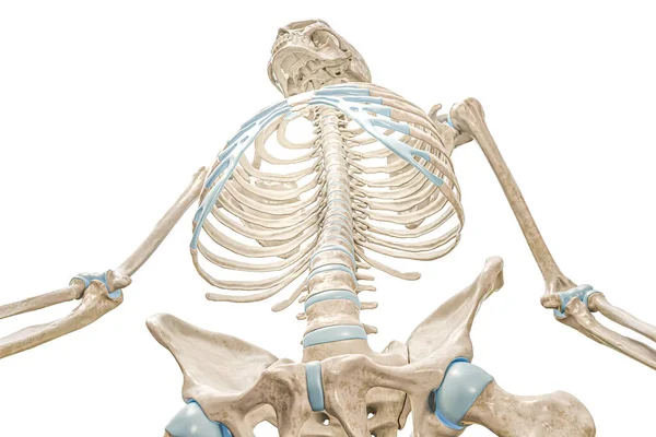 脊柱和肋骨笼从前面的低角度视图3D渲染图形孤立在白色与复制空间 人体骨骼和胸腔解剖 医学图表 骨骼系统概念 — 图库照片