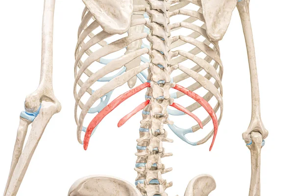 浮动肋骨在红色的3D渲染说明背景色孤立在白色 人体骨骼解剖 医学图表 骨理学 骨骼系统概念 — 图库照片