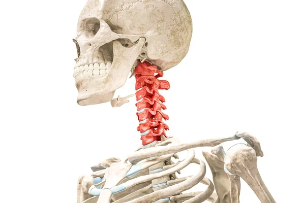 Kırmızı Boyalı Boyun Omurları Beyaza Izole Edilmiş Nsan Iskeleti Omurga — Stok fotoğraf
