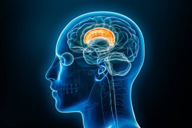 Xray profile view of the corpus callosum or callosal commissure 3D rendering illustration with male body contours. Human brain anatomy, medical, biology, science, neuroscience, neurology concepts. clipart