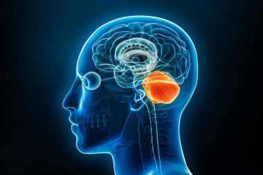 Beyinciğin Xray lateral ya da profil görüntüsü erkek vücut hatlarıyla çizilmiş. İnsan beyni anatomisi, tıbbi, biyoloji, bilim, nörobilim, nöroloji kavramları.