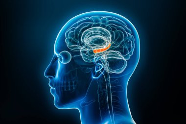 Hipokampüs 3 boyutlu röntgen ve profil görüntüsü erkek vücut hatlarıyla çizilmiş. İnsan beyni anatomisi, tıbbi, biyoloji, bilim, nörobilim, nöroloji kavramları.