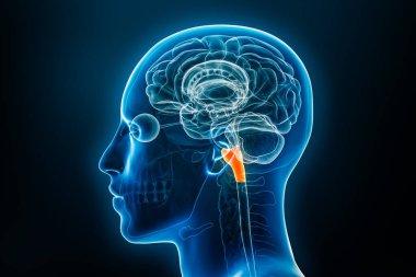 Medulla oblongata 3 boyutlu röntgen ve profil görüntüsü, erkek vücut hatlarıyla çizilmiş. İnsan beyni anatomisi, tıbbi, biyoloji, bilim, nörobilim, nöroloji kavramları.
