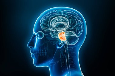 Pons 3D görüntüsünün Xray lateral veya profil görüntüsü, erkek vücut hatları ile illüstrasyon. İnsan beyni anatomisi, tıbbi, biyoloji, bilim, nörobilim, nöroloji kavramları.