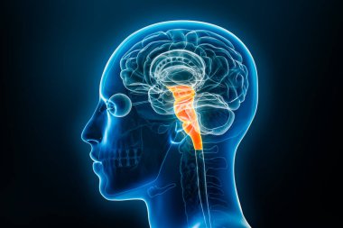Beyin sapının röntgen profil görüntüsü veya medulla, pons ve orta beyin 3D görüntüleme ile beyin sapı. İnsan vücudu anatomisi, tıbbi, biyoloji, bilim, nörobilim, nöroloji kavramları.