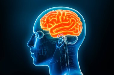 Serebral korteksin Xray profil görüntüsü ya da serebrum 3D betimleme ve vücut hatları. İnsan beyni anatomisi, tıbbi, biyoloji, bilim, nörobilim, nöroloji kavramları.