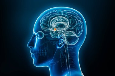Hipotalamus 3D resimleme röntgen profili görünümü. İnsan beyni ve vücut anatomisi, tıbbi, biyoloji, bilim, nörobilim, nöroloji kavramları.