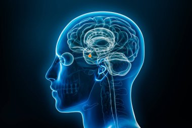 Hipofiz bezi veya nörohipofiz 3D resimleme röntgen profili görüntüsü. İnsan beyni, vücut ve endokrin sistem anatomisi, tıbbi, biyoloji, bilim, nörobilim, nöroloji kavramları.