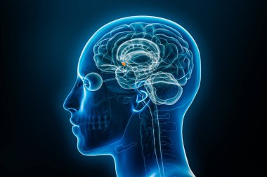 Septal çekirdeğin Xray profil görüntüsü 3 boyutlu resimleme. İnsan beyni, vücut ve limbik sistem anatomisi, tıbbi, biyoloji, bilim, nörobilim, nöroloji kavramları.
