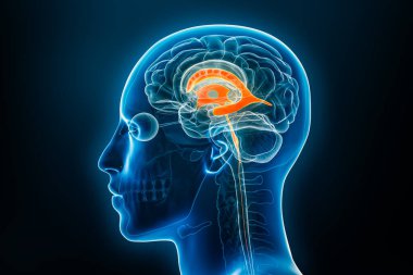 Xray lateral view of the brain ventricles 3D rendering illustration with body contours. Human and ventricular system anatomy, medical, biology, science, neuroscience, neurology concepts. clipart