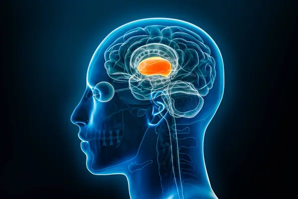 Профиль Рендеринга Изображения Переднего Мозга Прозенцефалона Анатомия Мозга Тела Человека — стоковое фото