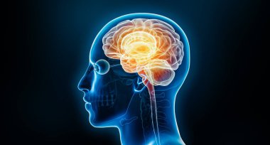 İnsan beyni nöral aktivitesi veya iltihaplanma x-ray 3D betimleme. Anatomi, nörolojik hastalık, baş ağrısı, zeka, tıbbi, psikoloji, nörobilim, nöroloji kavramları.