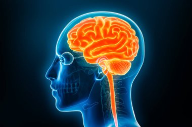 Beynin profil görüntüsü ve omurilik x-ray 3D görüntüleme. İnsan vücudu ve merkezi sinir sistemi anatomisi, tıbbi, biyoloji, bilim, nörobilim, nöroloji kavramları.