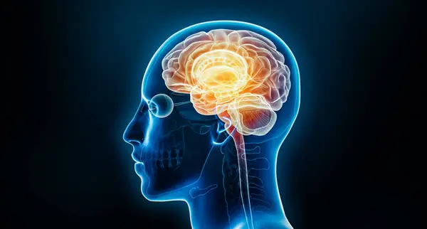 Human brain neural activity or inflammation x-ray 3D rendering illustration with body. Anatomy, neurological disease, headache, intelligence, medical, psychology, neuroscience, neurology concepts.