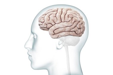 Beyin korteksi ya da yarıküre profil görüntüsü. Vücut hatasız üç boyutlu görüntüleme. Nöroloji, nöroloji, insan beyni anatomisi, tıbbi diyagram, sinir sistemi kavramları..