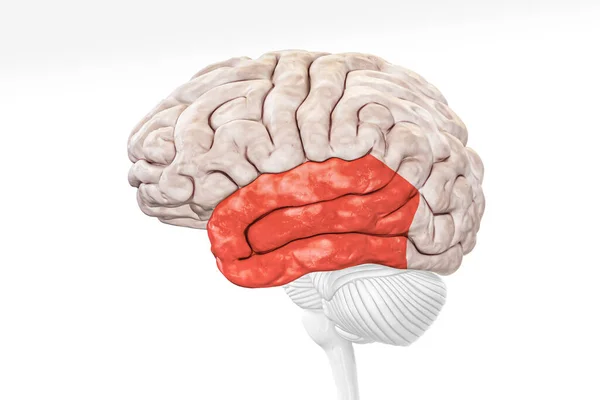 Εγκεφαλικός Φλοιός Κροταφικός Λοβός Κόκκινο Χρώμα Προβολή Προφίλ Απομονώνονται Λευκό Εικόνα Αρχείου