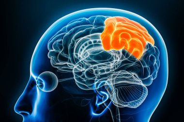 Serebral korteks profil görüntüsünün parietal lobu üç boyutlu çizim yapıyor. İnsan beyni anatomisi, nöroloji, nörobilim, tıbbi ve sağlık, biyoloji, bilim konsepti.