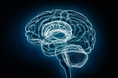 Beynin tamamının röntgen profil görüntüsü 3 boyutlu çizim. İnsan vücudu ve sinir sistemi anatomisi, tıbbi, sağlık, biyoloji, bilim, nörobilim, nöroloji kavramları.