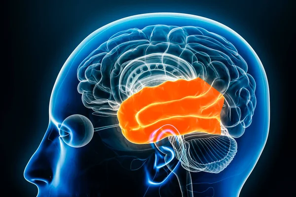 Temporal Lob Hjärnbarken Profil Visa Närbild Rendering Illustration Människans Hjärnanatomi Royaltyfria Stockbilder