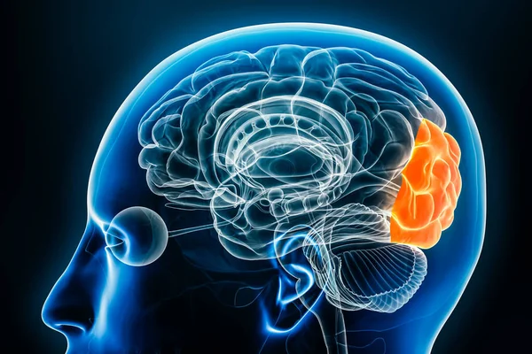 Occipital Lob Hjärnbarken Profil Visa Närbild Rendering Illustration Människans Hjärnanatomi Stockbild
