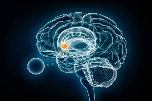 Nucleus Accumbens Πλευρική Απεικόνιση Ακτίνων Απόδοση Ανθρώπινος Εγκέφαλος Και Βασικά Εικόνα Αρχείου