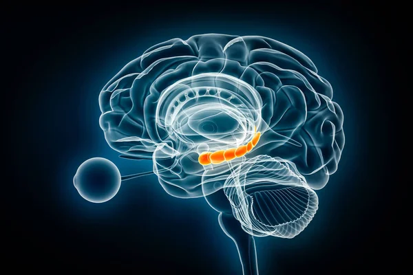 Hippocampus Πλευρική Απεικόνιση Ακτίνες Απόδοση Ανθρώπινος Εγκέφαλος Και Μεταιχμιακό Σύστημα Εικόνα Αρχείου