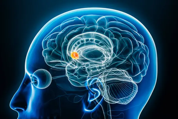 Nucleus Accumbens Röntgenprofil Närbild Renderingsillustration Med Kroppskonturer Människans Hjärna Och Stockfoto
