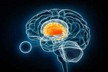 Corpus striatum profili x-ray görüntüsü 3D çizim. İnsan beyni ve bazal gangliya anatomisi, tıbbi, sağlık, biyoloji, bilim, nörobilim, nöroloji kavramları.