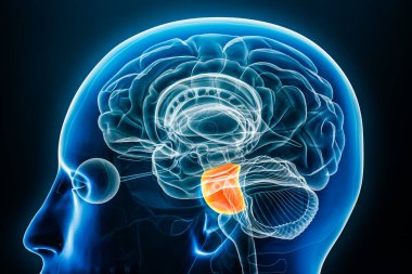Pons x-ray profil yakın görüntü 3D betimleme vücut hatları ile. İnsan beyni sapı anatomisi, tıbbi, biyoloji, bilim, nörobilim, nöroloji kavramları.