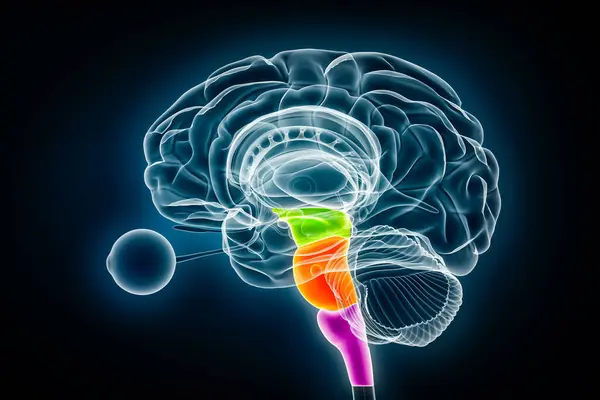 Μεσεγκέφαλο Πράσινο Pons Πορτοκαλί Και Μυελό Επιμήκη Μωβ Απόδοση Εικονογράφηση Εικόνα Αρχείου