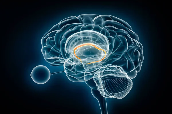 Fornix Profil Rentgen Pohled Vykreslování Ilustrace Anatomie Lidského Mozku Limbického Stock Obrázky
