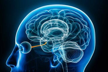 Optik ya da kraniyal sinir x-ışını profil profil yakın görüntüsü 3 boyutlu betimleme ve vücut hatları. İnsan beyni ve görsel sistem anatomisi, tıbbi, biyoloji, bilim, nörobilim, göz bilimi kavramları.