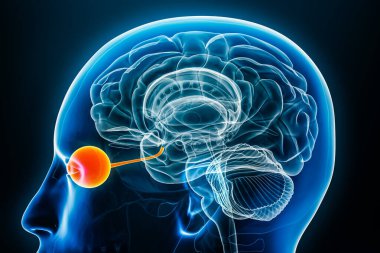 Göz ve optik ya da kraniyal sinir x-ışını profil profil yakın görüntüsü 3 boyutlu betimleme ve vücut hatları. İnsan beyni ve görsel sistem anatomisi, tıbbi, biyoloji, bilim, göz bilimi kavramı.