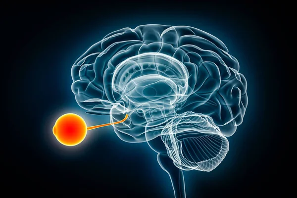 Rentgenový Pohled Oko Optický Nerv Vykreslující Ilustrace Anatomie Lidského Mozku Royalty Free Stock Fotografie