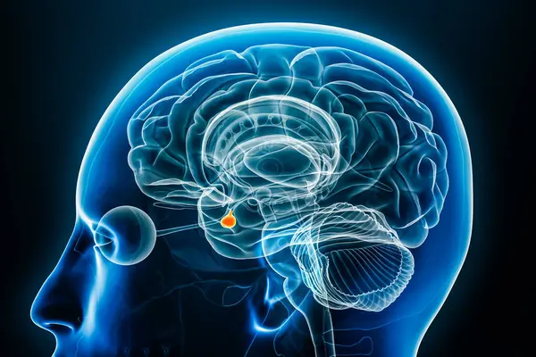 Hipofiz bezi x-ışını profil yakın görüntüsü, vücut hatlarıyla illüstrasyon çiziyor. İnsan beyni, sinir ve endokrin sistem anatomisi, tıbbi, bilim, nörobilim, nöroloji kavramları.