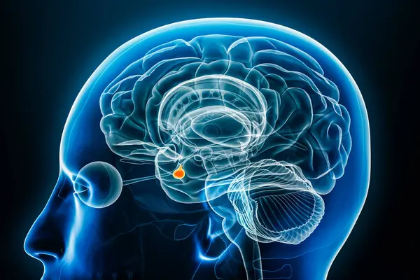 Rentgenový Profil Hypofýzy Detailní Pohled Vykreslování Konturou Těla Lidský Mozek Stock Fotografie