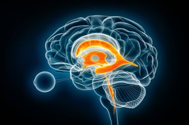 Ventrikül ve serebral su kemeri, yanal x-ray görüntüsü, üç boyutlu çizim. İnsan beyni ve ventriküler sistem anatomisi, tıbbi, sağlık, bilim, nörobilim, nöroloji, biyoloji kavramları.