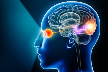 Göz, optik sinir ve görsel korteks ile görsel yol. Kopya uzayı ile illüstrasyon. İnsan beyni ve duyusal sistem anatomisi, tıbbi, nörobilim, nöroloji, oftalmoloji kavramları.