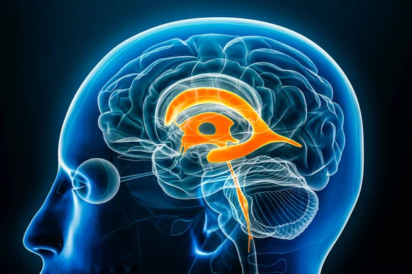 Ventrikül ve serebral su kemeri x-ışını profil profil yakın görüntüsü 3 boyutlu betimleme ve vücut hatları. İnsan beyni ve ventriküler sistem anatomisi, tıbbi, biyoloji, bilim, nörobilim, nöroloji kavramları.