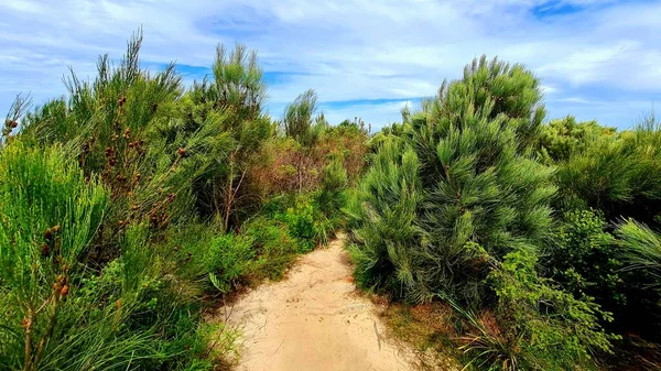 Caminho Estreito Arenoso Entre Folhagem Praia Arbustos Arbustos Pequenas Árvores — Fotografia de Stock