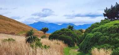 Kaikoura, Yeni Zelanda - 24 Ocak 2025: Çimen tarlaları, çalılar ve ağaçlarla dolu manzaralı bir manzara. Ön planda, uzun, kuru otlar canlı yeşil çalıların arasında yavaşça sallanırlar..