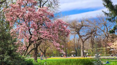 Margaret Adası, Budapeşte, Macaristan - 3 Nisan 2025 Lush Park 'ta çiçek açan pembe ağaç. Canlı pembe bir çiçek ağacı güzel bir parkta belirgin bir şekilde duruyor, dalları narin çiçeklerle dolu..
