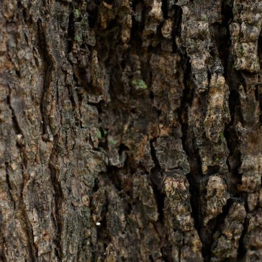 Bir zeytin ağacının kabuğunun makro fotoğrafı
